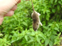 Apodemus flavicollis