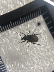 Otiorhynchus rugosostriatus