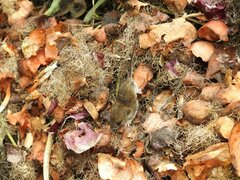 Apodemus flavicollis