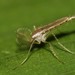 Mosquitos Fantasma - Photo (c) Martin Grimm, algunos derechos reservados (CC BY-NC)