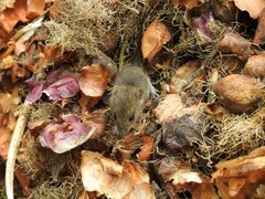 Apodemus flavicollis