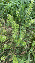 Lepidium virginicum