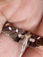 Desmia funeralis