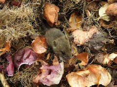 Apodemus flavicollis