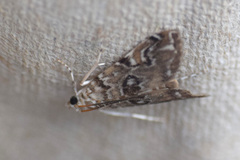 Elophila gyralis