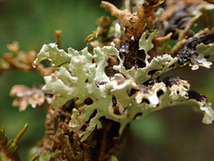 Hypogymnia physodes