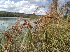 Cladium mariscus