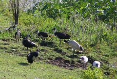 Threskiornis spinicollis