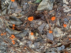 Cantharellus cinnabarinus
