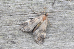 Elophila obliteralis
