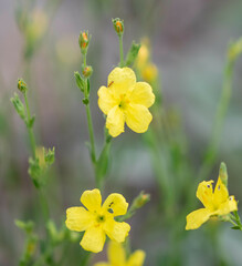 Menodora scabra