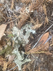 Lobaria