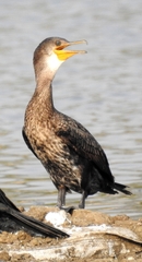 Phalacrocorax fuscicollis