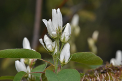 Amelanchier alnifolia