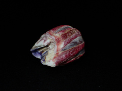 Megabalanus coccopoma