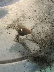 Neilonella sulculata