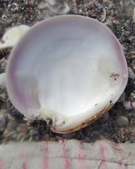 Dosinia anus
