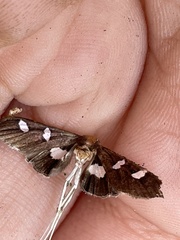 Desmia funeralis