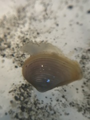 Neilonella sulculata