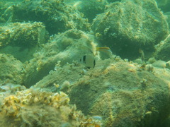 Diplodus vulgaris