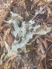 Lobaria