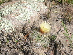 Coryphantha radians