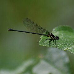 Onychargia atrocyana