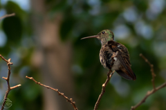 Saucerottia beryllina