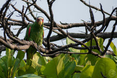 Amazona albifrons