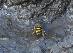 Vespula alascensis