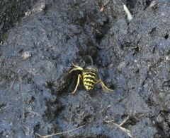 Vespula alascensis