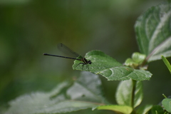 Onychargia atrocyana