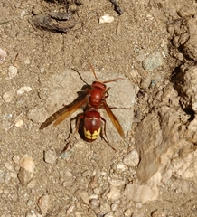 Vespa orientalis