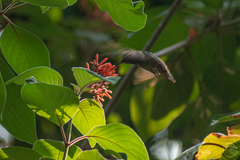 Saucerottia beryllina
