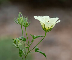 Hibiscus coulteri