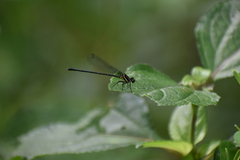 Onychargia atrocyana