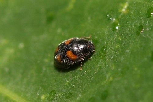 Four-spotted Nephus, photo 2 of 10