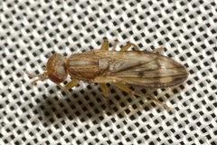 Opomyza germinationis