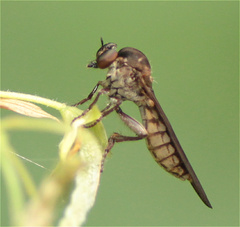 Holcocephala