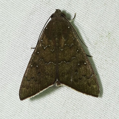 Anomis illita
