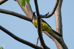 Pitangus sulphuratus