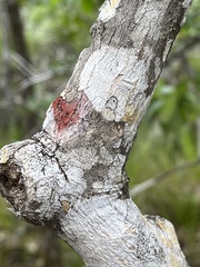 Herpothallon rubrocinctum