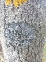 Pleurosticta acetabulum