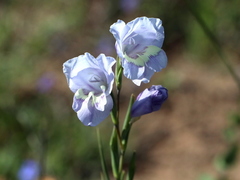 Gladiolus carinatus