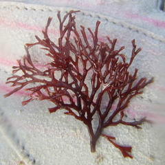 Melanthalia abscissa
