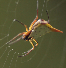 Micrathena bicolor