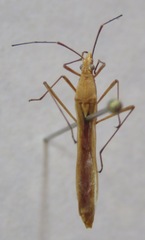 Coreoidea