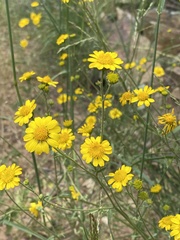 Hymenothrix dissecta