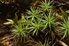 Polytrichum juniperinum