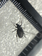 Otiorhynchus rugosostriatus